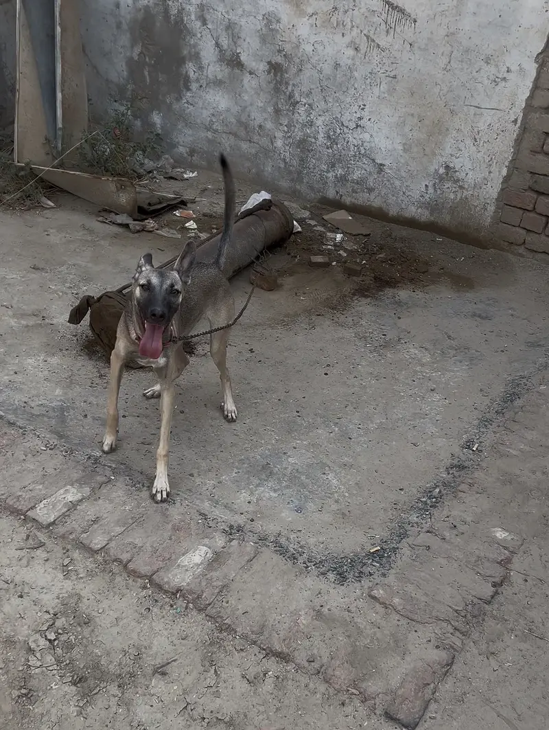 Alsatian dog — photo 2