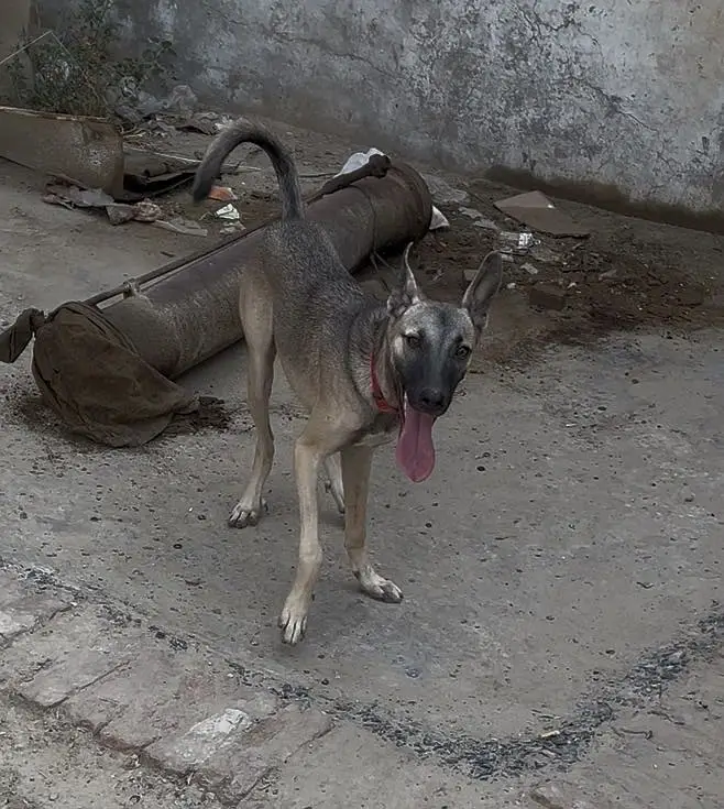 Alsatian dog — photo 3
