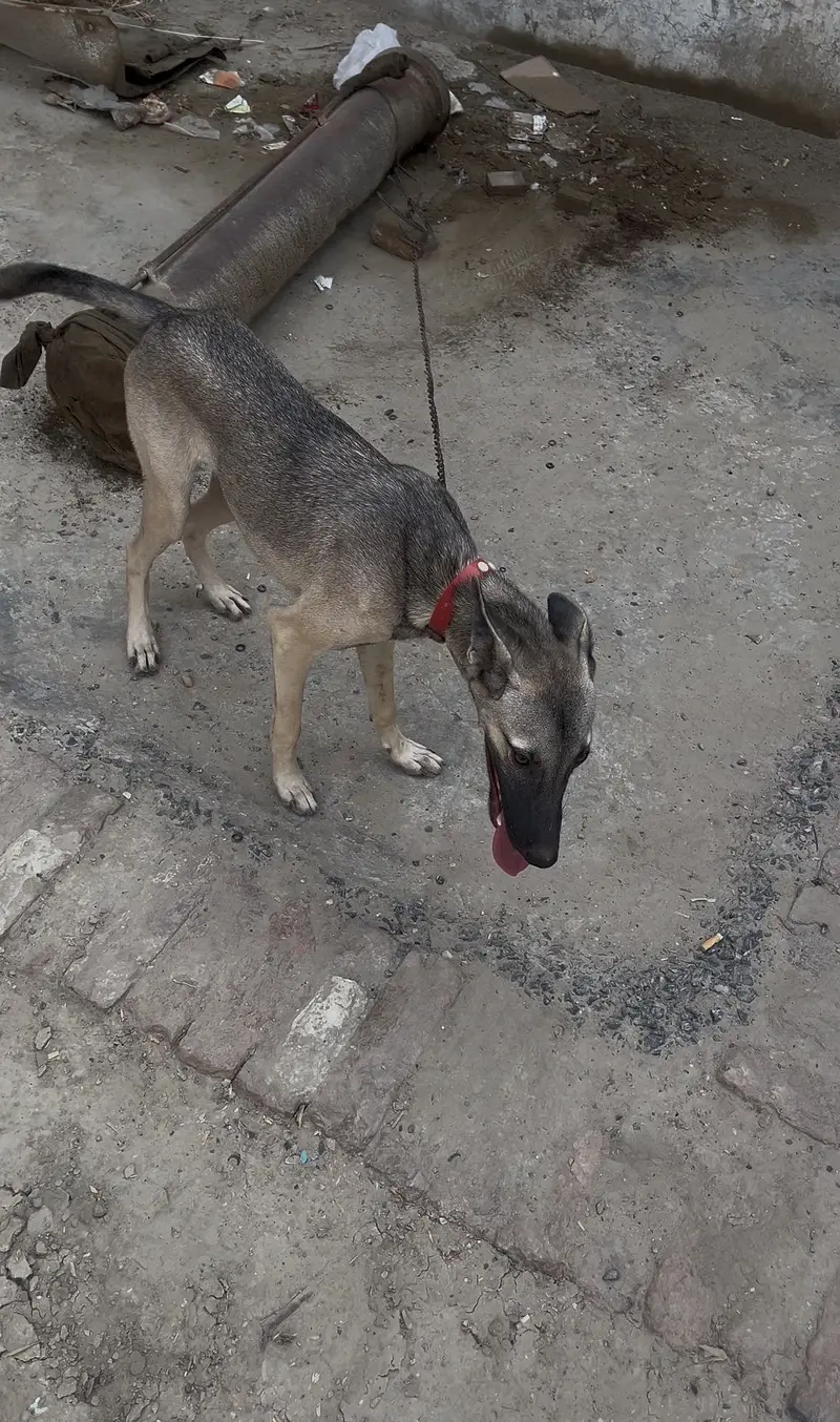 Alsatian dog — photo 4