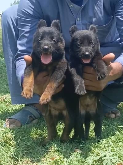 German Shepherd Pupps