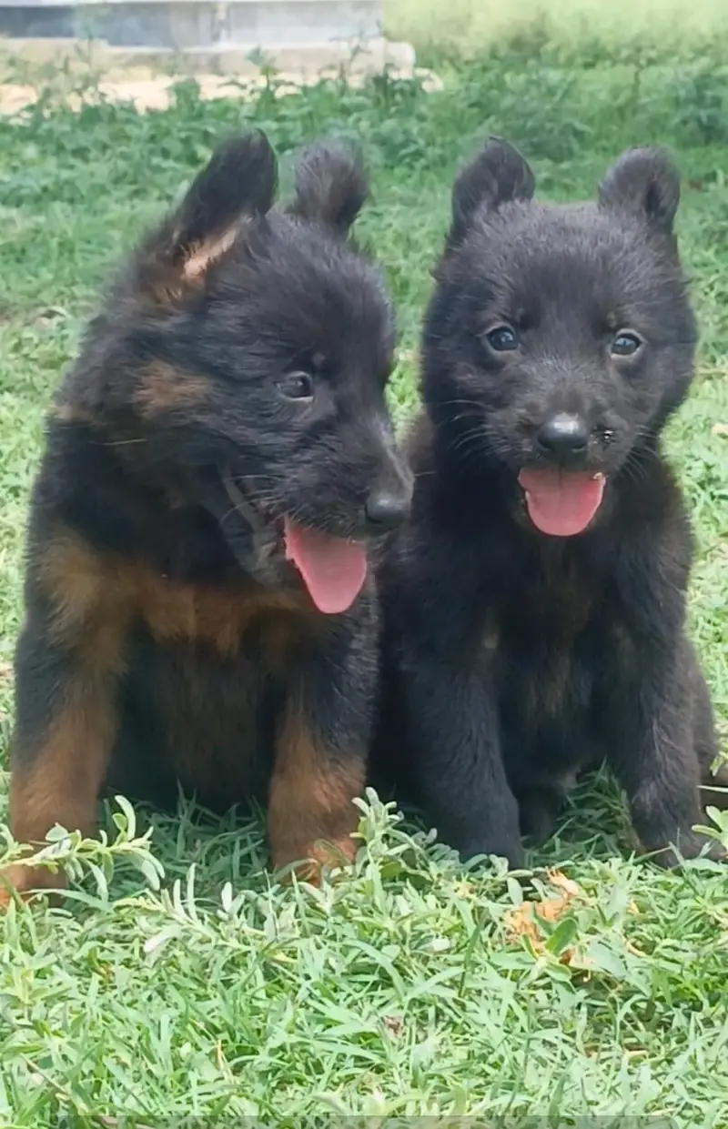 German Shepherd Pupps — photo 2