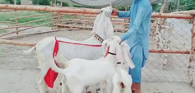 3 bacchon wali bakri call+03291319927