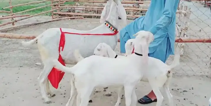 3 bacchon wali bakri call+03291319927 — photo 2