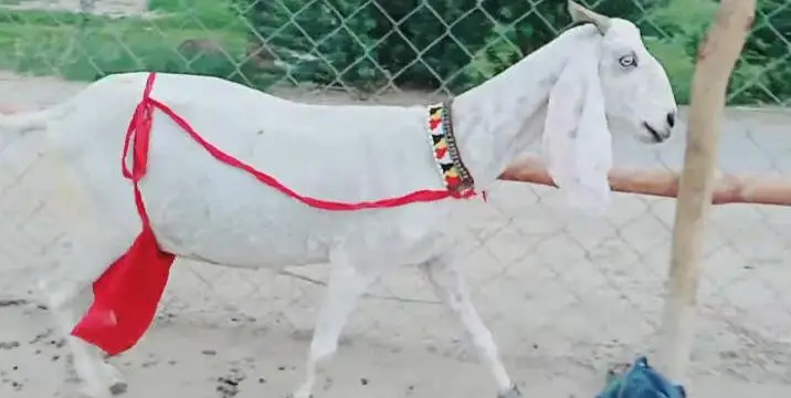 3 bacchon wali bakri call+03291319927 — photo 3
