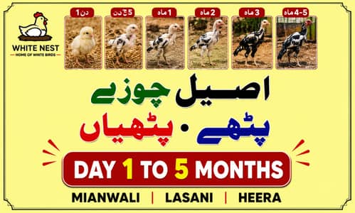 Aseel Chicks of Mianwali Lasani Lakha Jawa Mushka Heera, Light Sussex