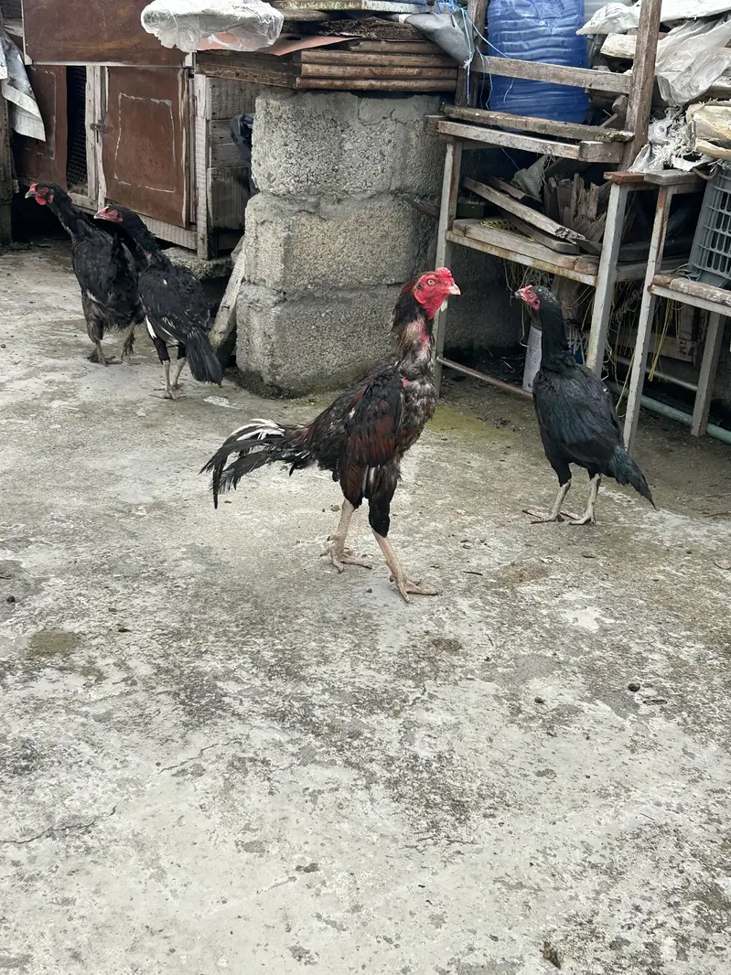 Aseel set one male 3 females 2 aseel and one fancy — photo 5