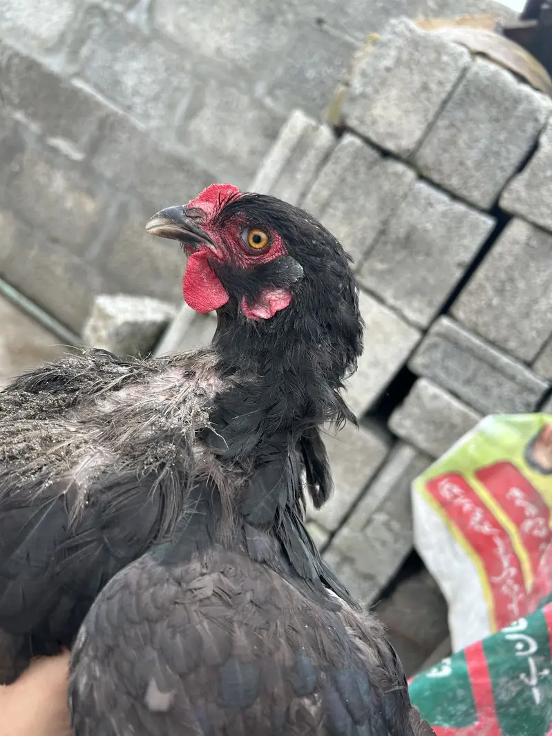 Aseel set one male 3 females 2 aseel and one fancy — photo 7