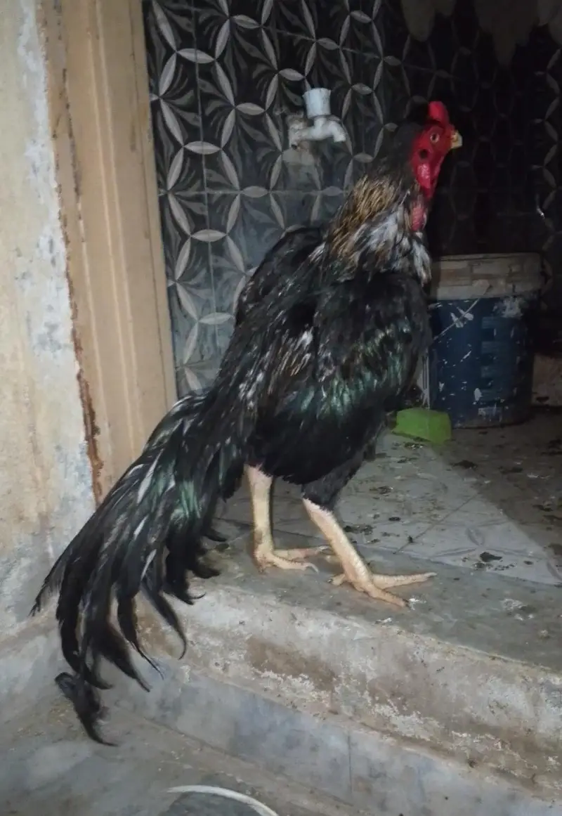 lasani aseel — photo 5