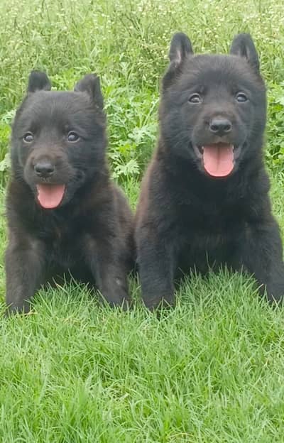 German shepherd pups