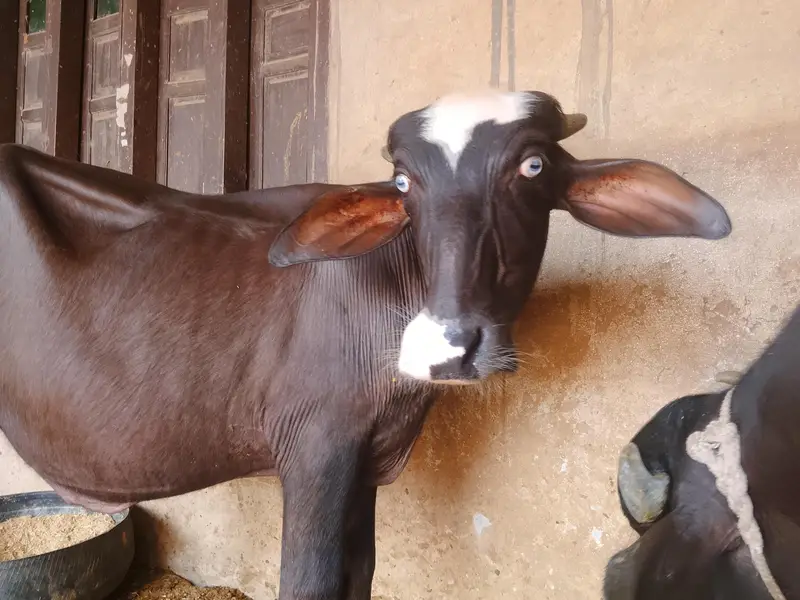 nili Ravi katta — photo 2