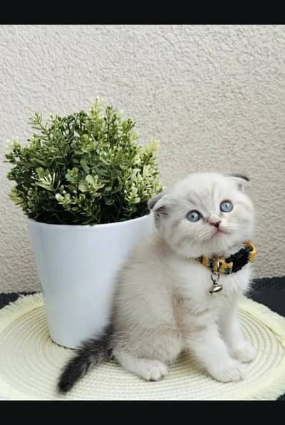 Scottish fold kittin for sell. 0313 4935014