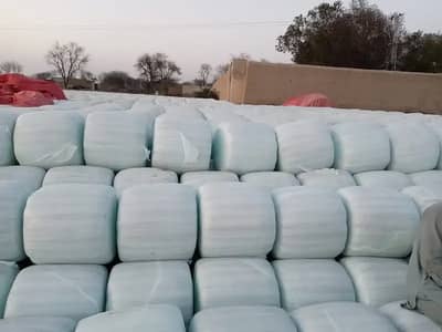 Corn Silage/Maki Silage/Animal Feeds چوہدری سائیلج