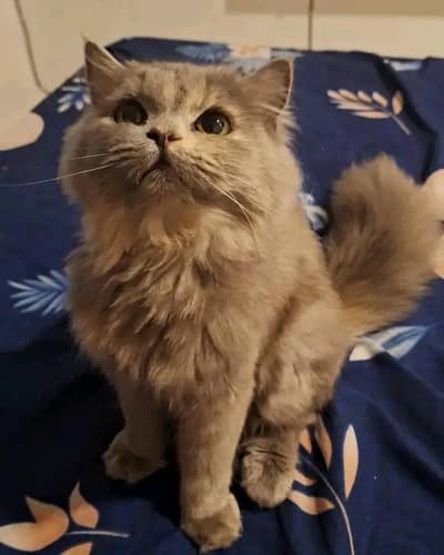 Cats | Persian | kittens |  Blue Eyes| 3 kot | O34O48 26 941| WA^⁠_⁠^