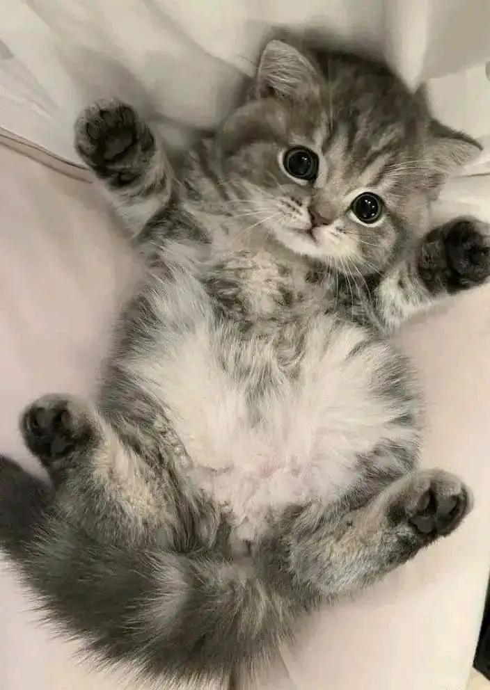 Cats | Persian | kittens |  Blue Eyes| 3 kot | O34O48 26 941| WA^⁠_⁠^ — photo 2