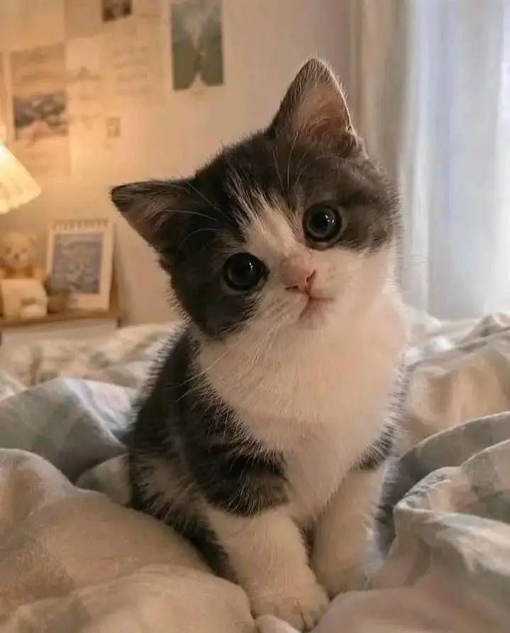 Cats | Persian | kittens |  Blue Eyes| 3 kot | O34O48 26 941| WA^⁠_⁠^ — photo 4