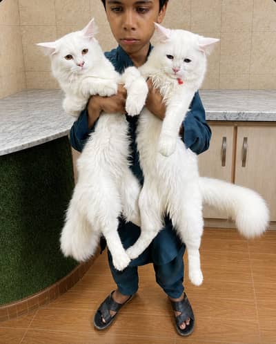 Beautiful Pure White Persian cats Pair