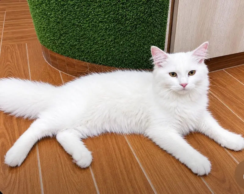 Beautiful Pure White Persian cats Pair — photo 2
