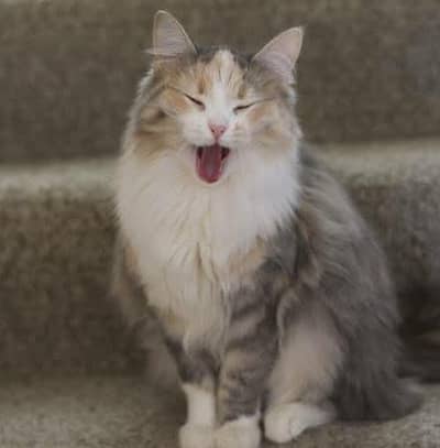 Russian cat white color and long hair and very beautiful