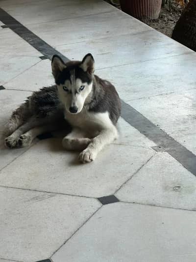 husky dog6 months old female  One blue and one black eye