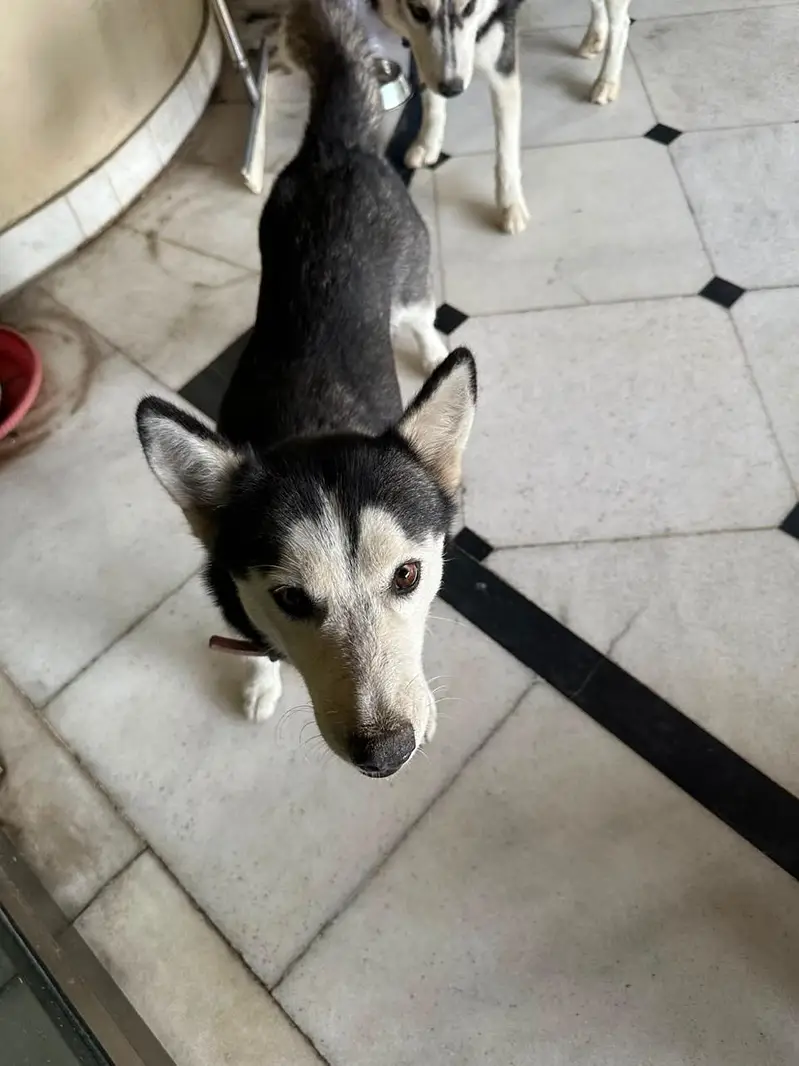 husky dog6 months old female  One blue and one black eye — photo 2