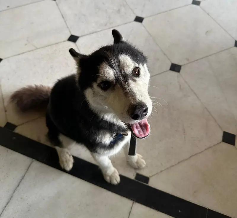 husky dog6 months old female  One blue and one black eye — photo 3