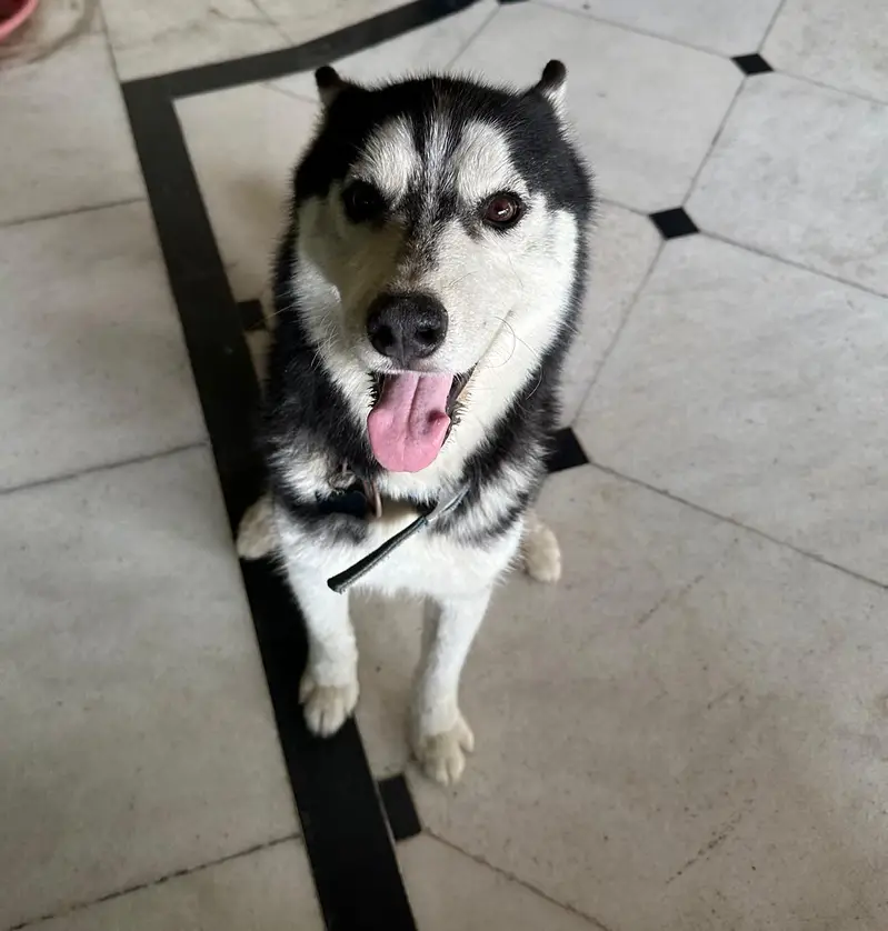 husky dog6 months old female  One blue and one black eye — photo 4