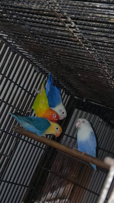 Expensive motation love birds available