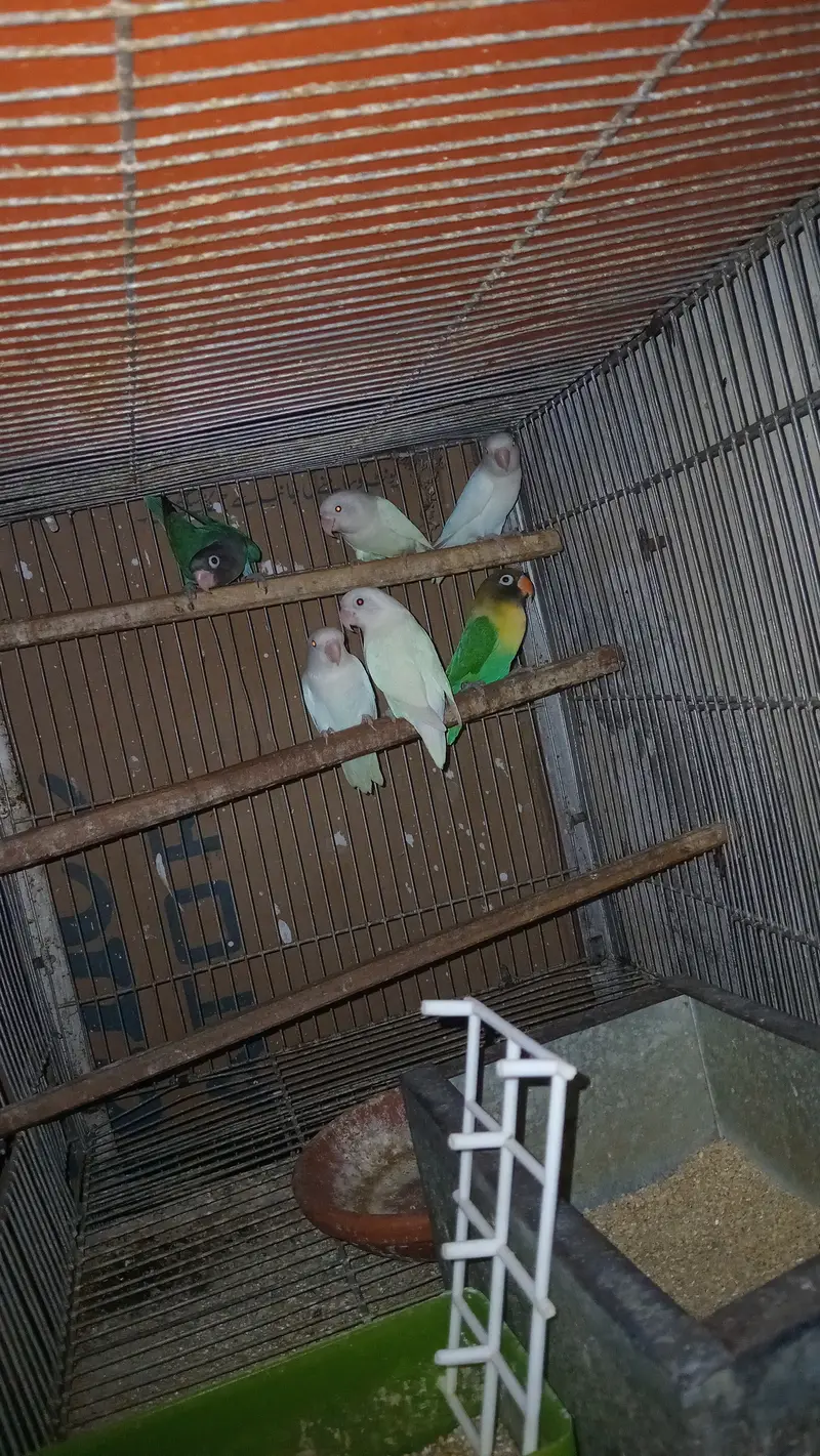 Expensive motation love birds available — photo 2