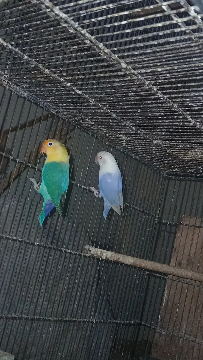 Expensive motation love birds available — photo 3