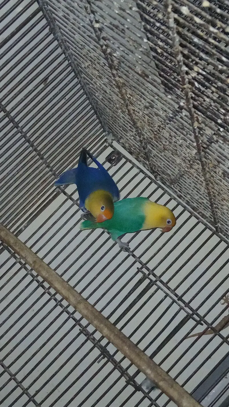 Expensive motation love birds available — photo 4
