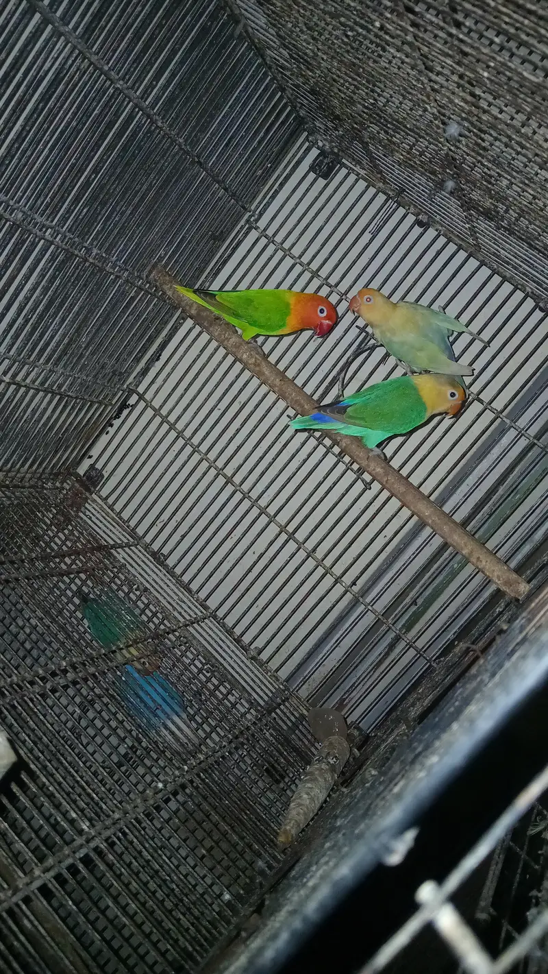 Expensive motation love birds available — photo 5