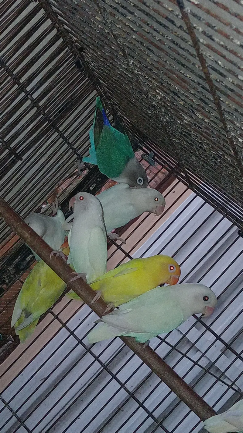 Expensive motation love birds available — photo 6