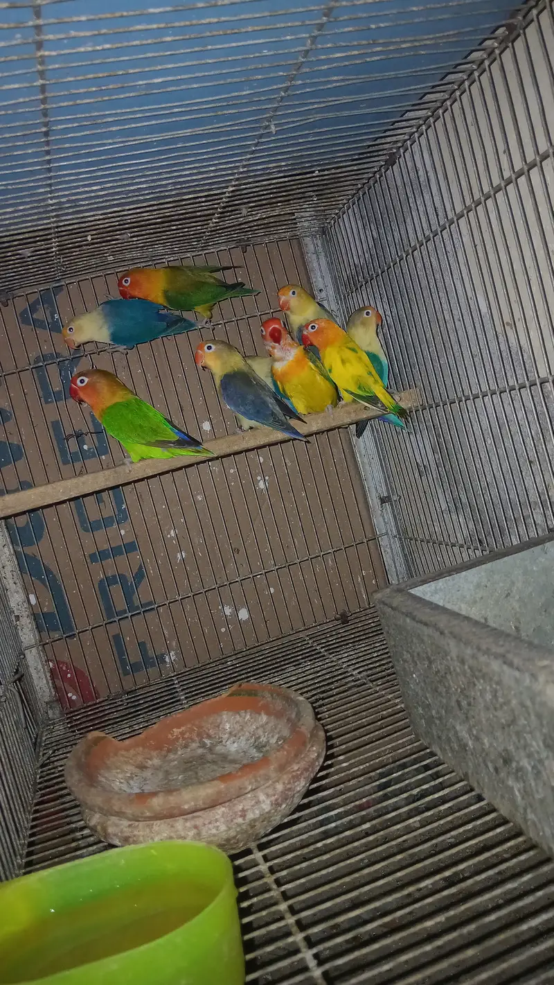 Expensive motation love birds available — photo 7
