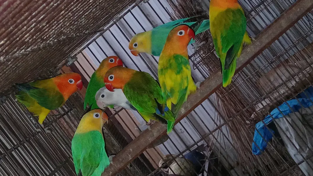 Expensive motation love birds available — photo 8