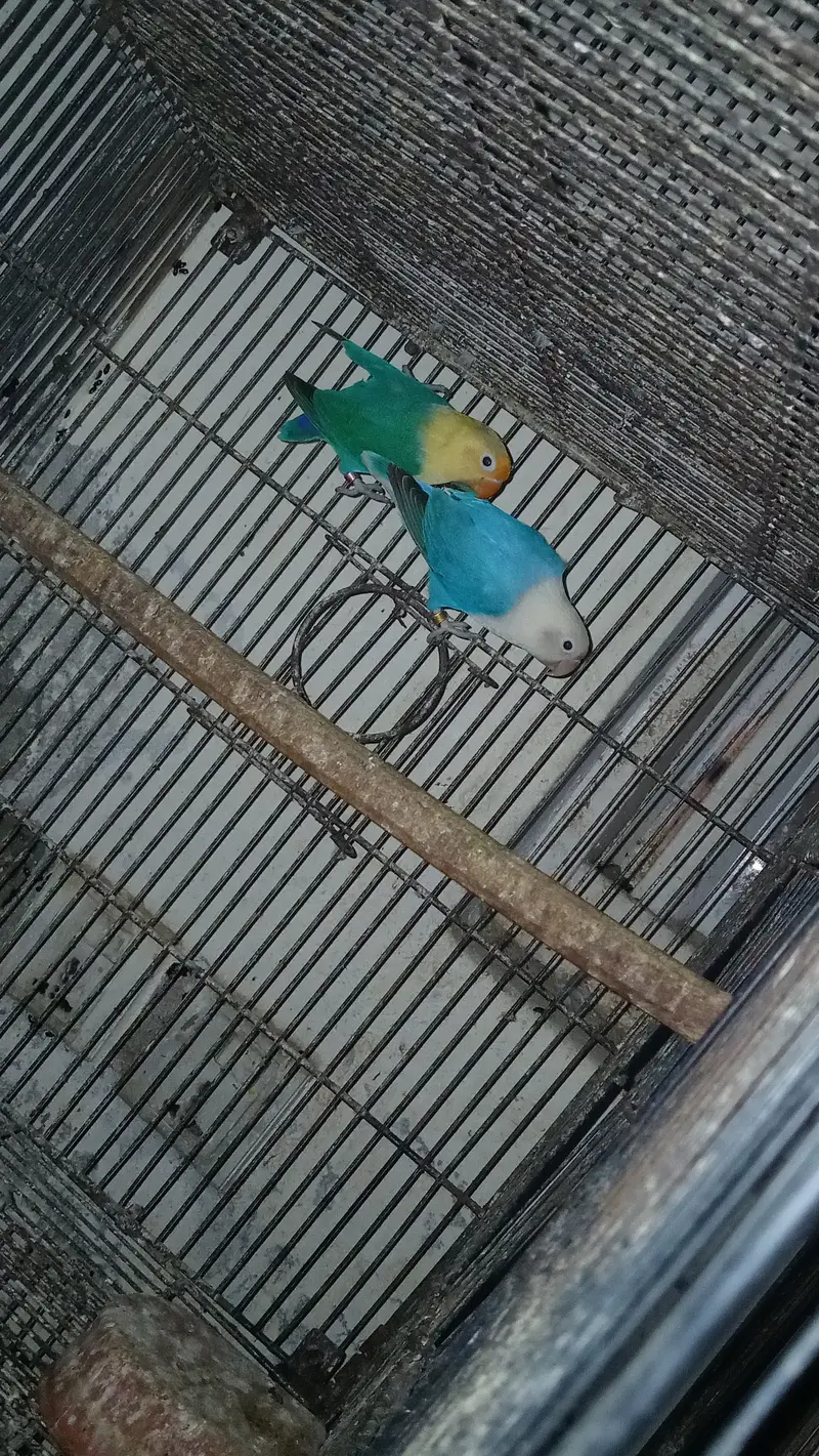 Expensive motation love birds available — photo 9