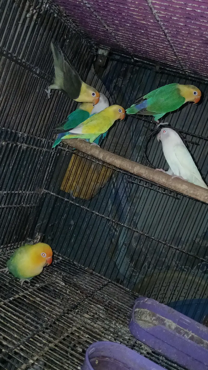 Expensive motation love birds available — photo 10