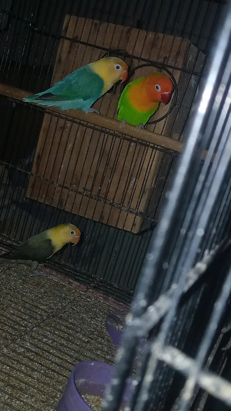 Expensive motation love birds available — photo 11