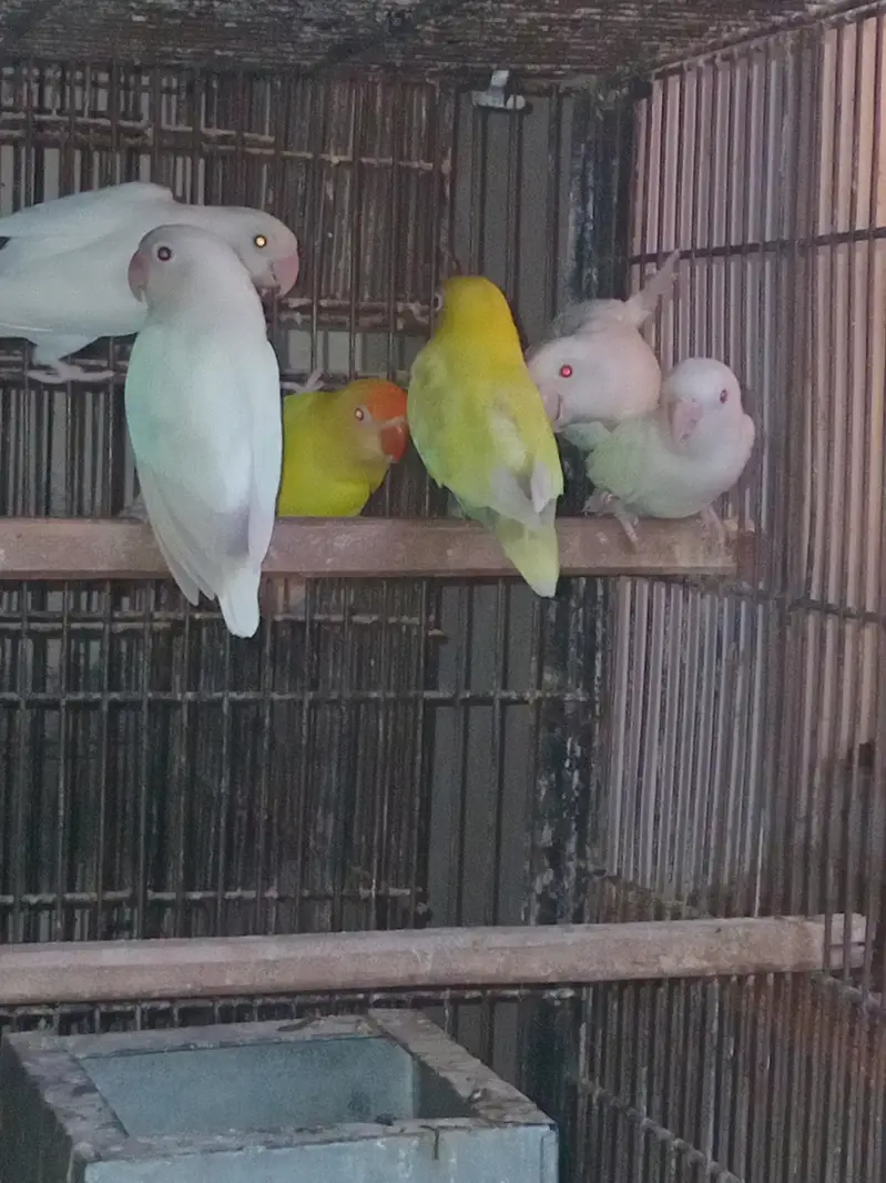 Expensive motation love birds available — photo 12