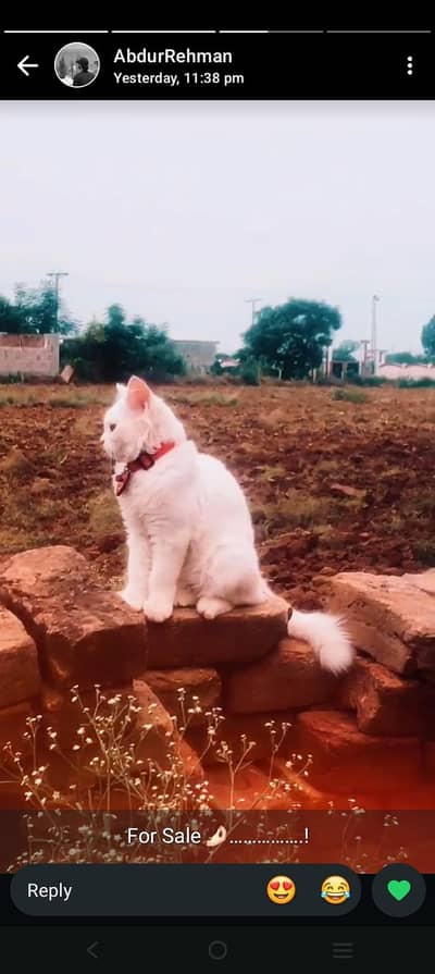 Beautiful parsion cat for sale healthy and active. . .