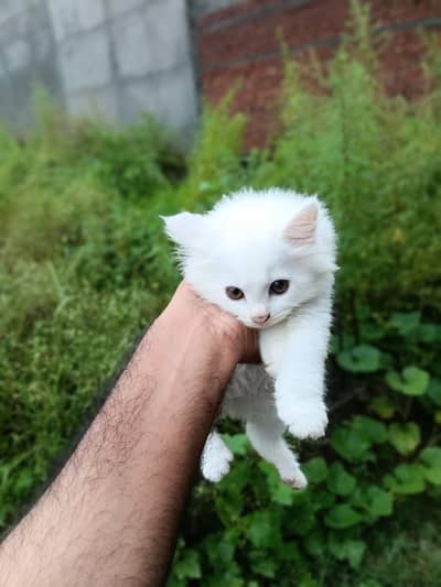 persion cat