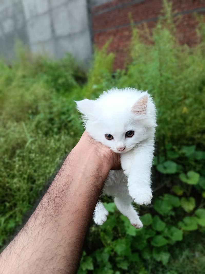persion cat 0