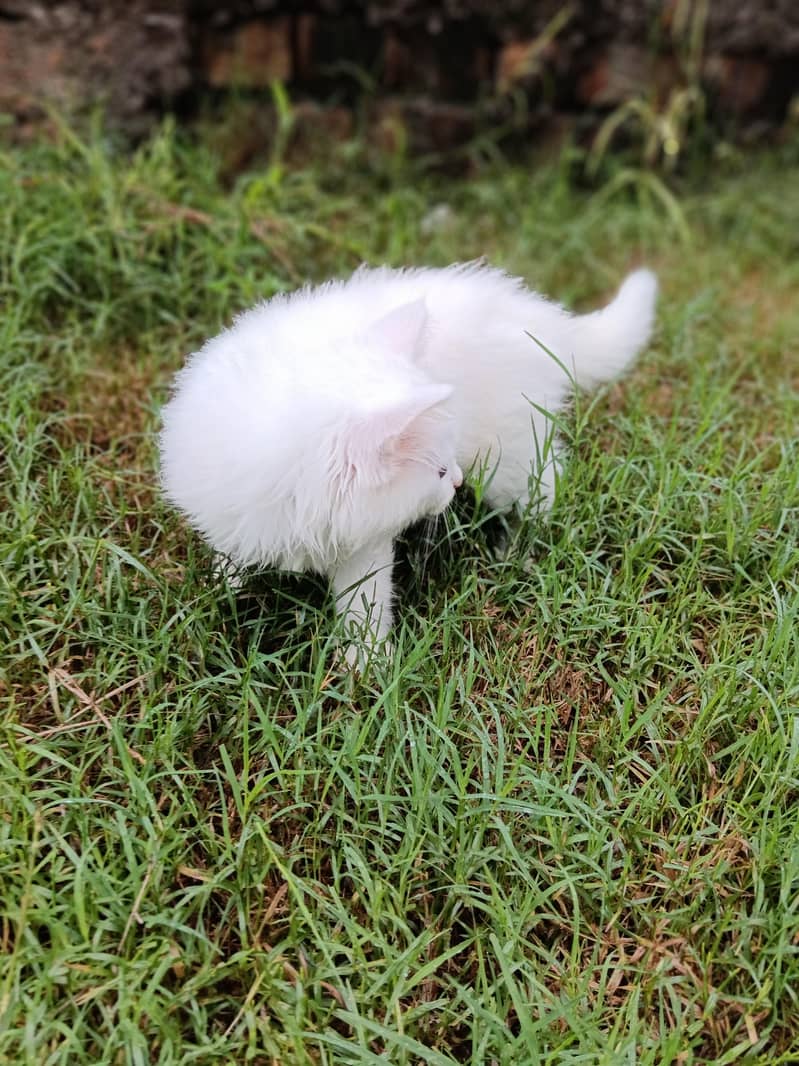 persion cat 1