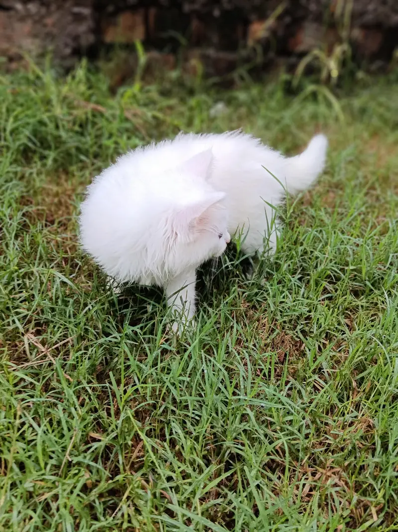 persion cat — photo 2