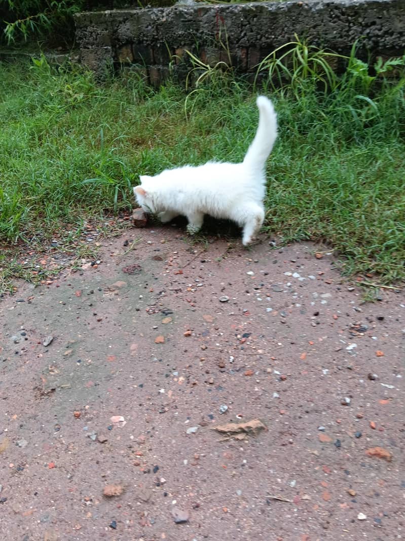 persion cat 2