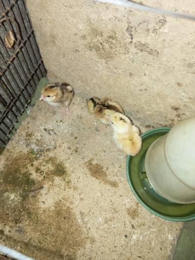 Chicken With 4 chicks