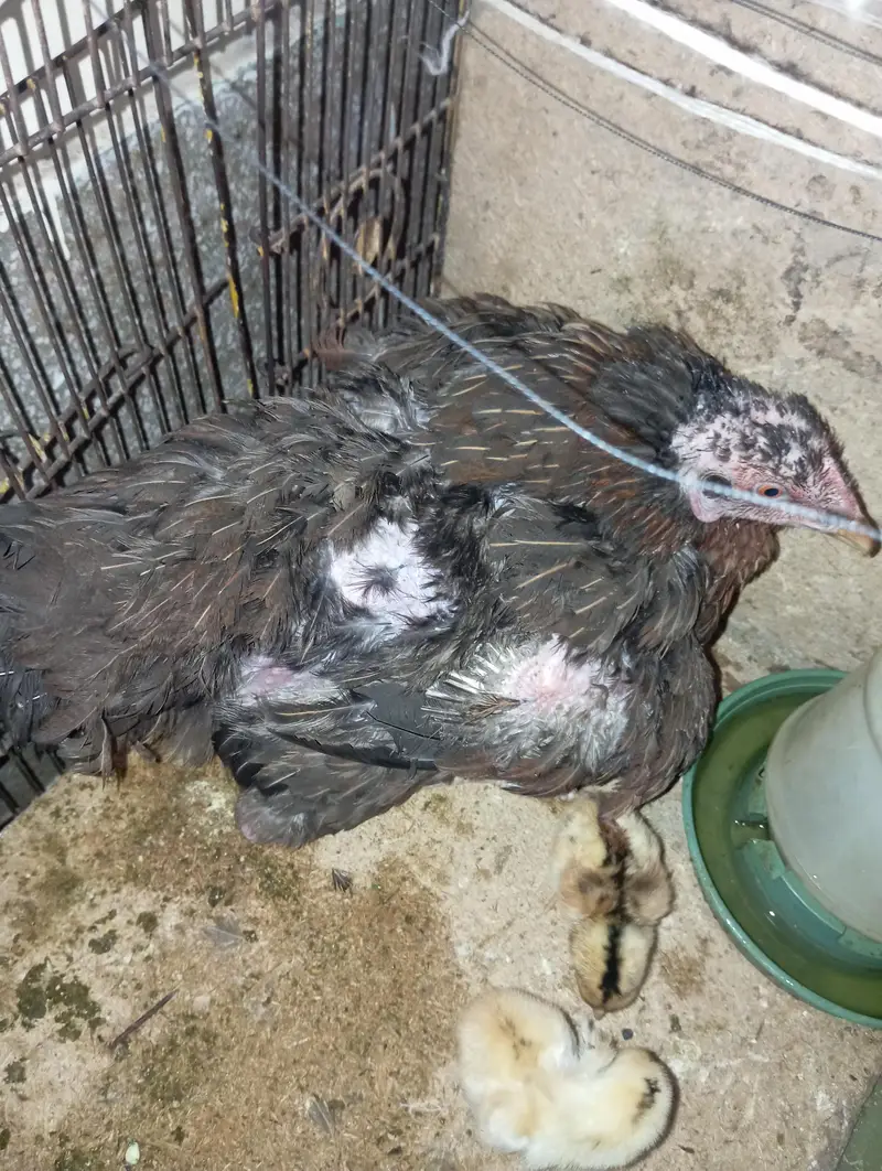 Chicken With 3 chicks — photo 2