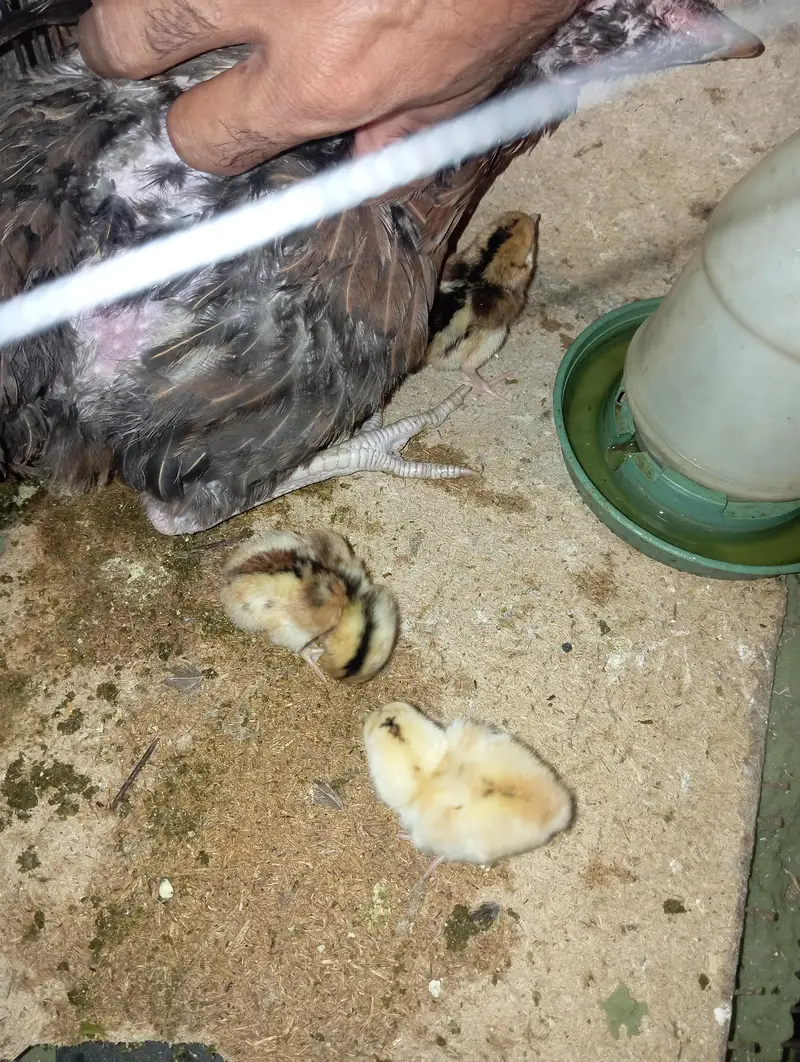 Chicken With 3 chicks — photo 3