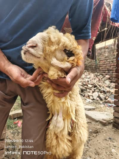 5 month ka hobsorat bakra 5 Month Ka Khoosurat Mandara B5akra For Sale