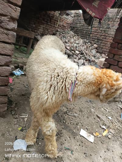 5 Month Ka Khoosurat Mandara Bakra