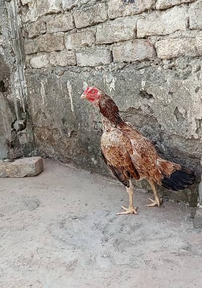 Aseel Breeder Female